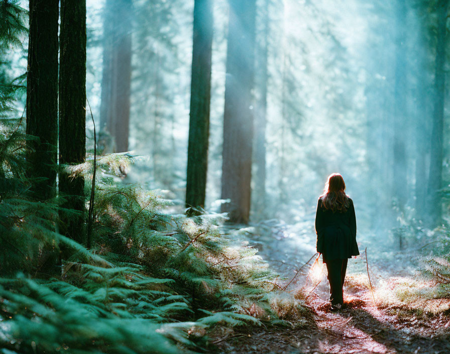 Person in sunlit misty forest with towering trees and lush ferns
