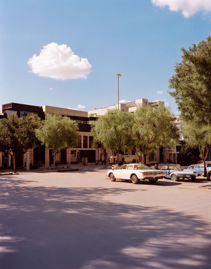 Vintage Cars Parked Under Clear Skies and Trees