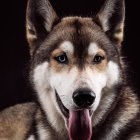 Siberian Husky with piercing blue eyes and black/white fur on dark background