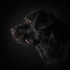 Black Dog with Glossy Fur and Brown Eyes in Close-Up Shot