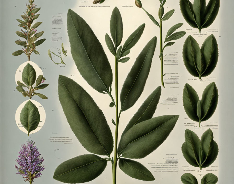 Botanical illustration of plant parts with scientific labels