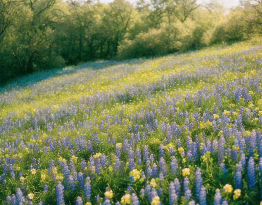 Tranquil field of blooming purple lupine flowers and green trees