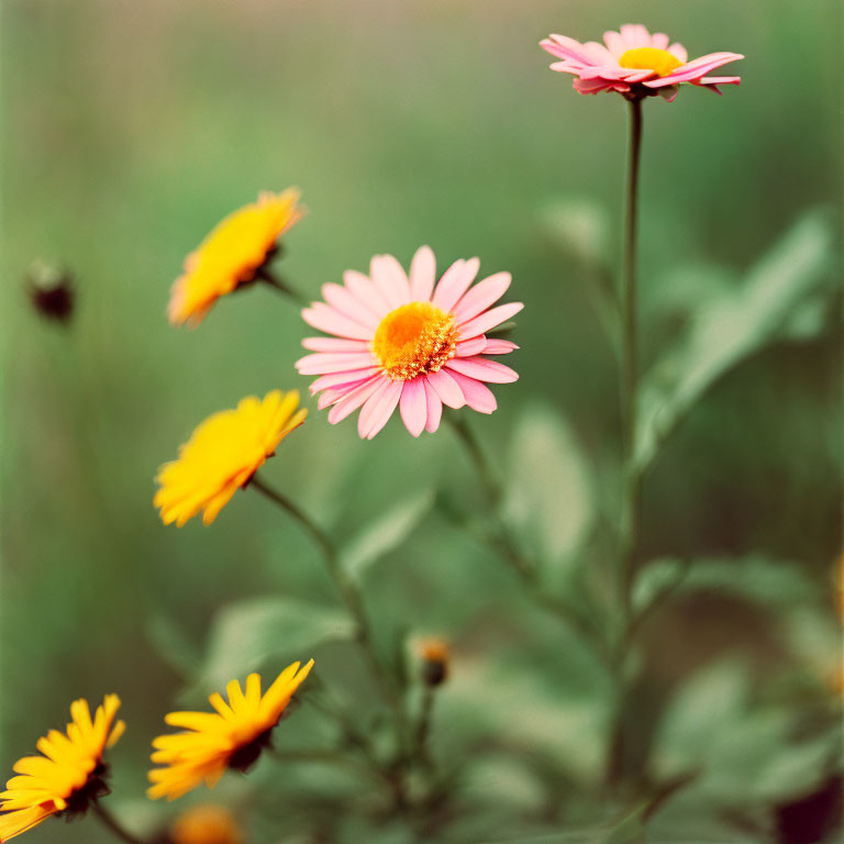 Pink Daisy Surrounded by Blurred Yellow Flowers and Greenery