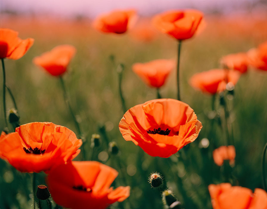 Red poppies in a vibrant field with delicate petals on slender stems