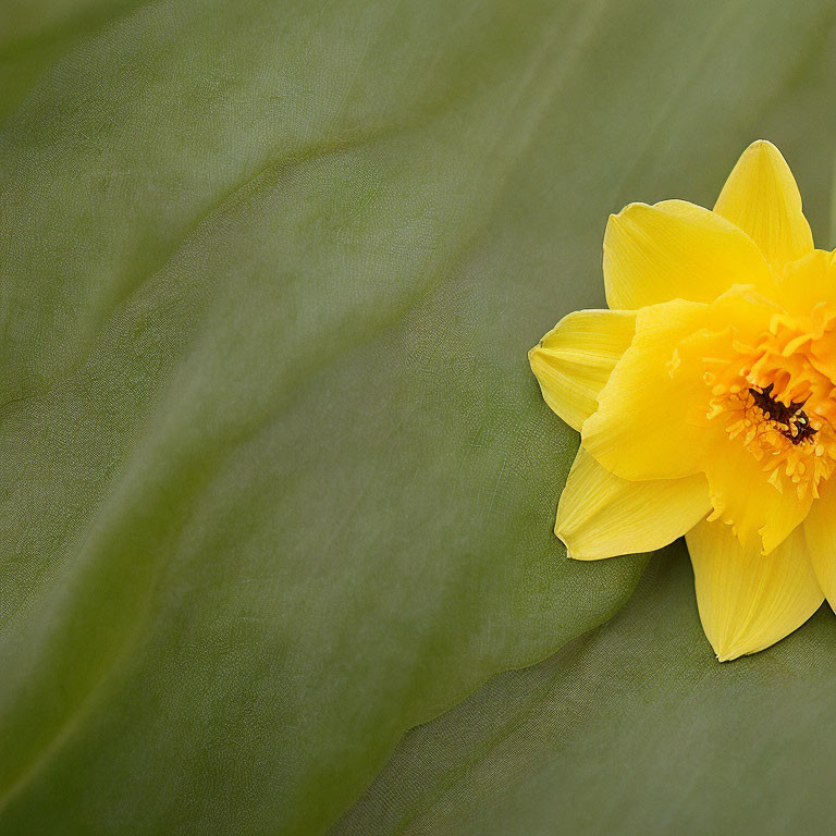 Bright Yellow Daffodil Against Blurred Green Background