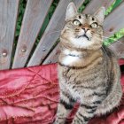 Grey Tabby Cat with Green Eyes Among Pink Flowers and Leaves