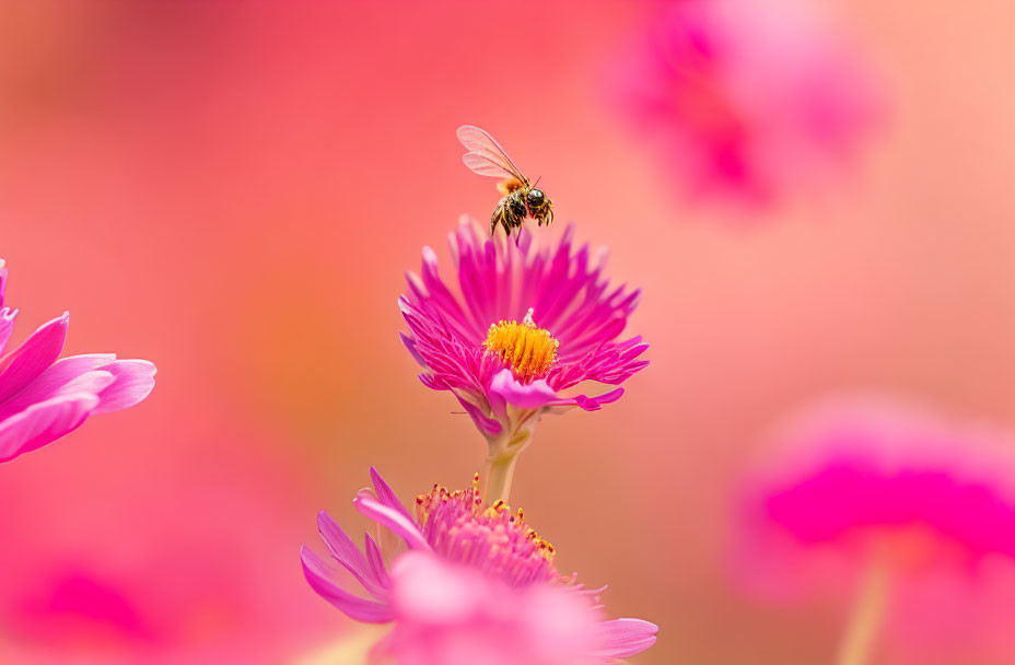 Bee collecting pollen on vibrant pink flower