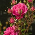 Bright pink flowers on succulent plant against dark background