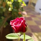 Vibrant red rose with white flowers and green stem in sunlight