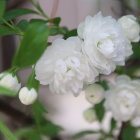 Delicate white flower with yellow stamens and green leaves