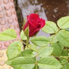 Pink Rose with Water Droplets on Petals and Leaves on Blurry Background