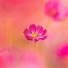 Bee collecting pollen on vibrant pink flower