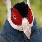 Colorful Mandarin Duck with Vibrant Plumage and Distinctive Facial Markings