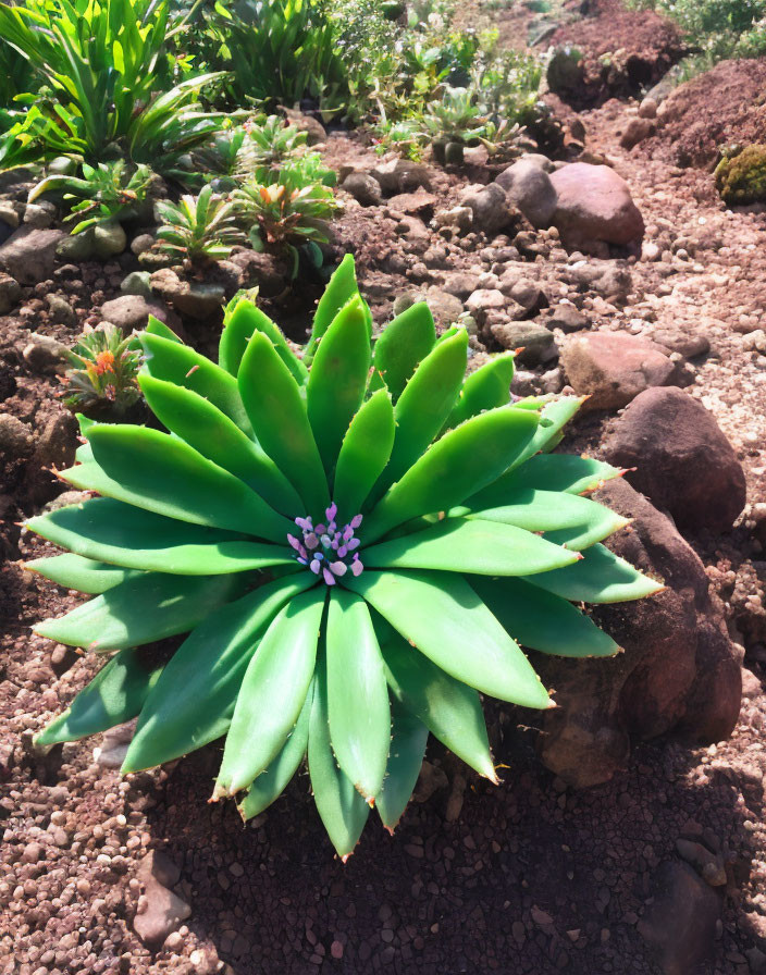 Green Succulent with Purple Flowers in Sunny Garden Setting