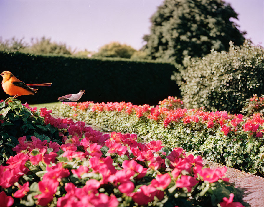 Birds perched on stone wall overlooking vibrant garden with pink flowers.