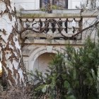 Eurasian Bullfinches on Branches and Window Ledge with Vines