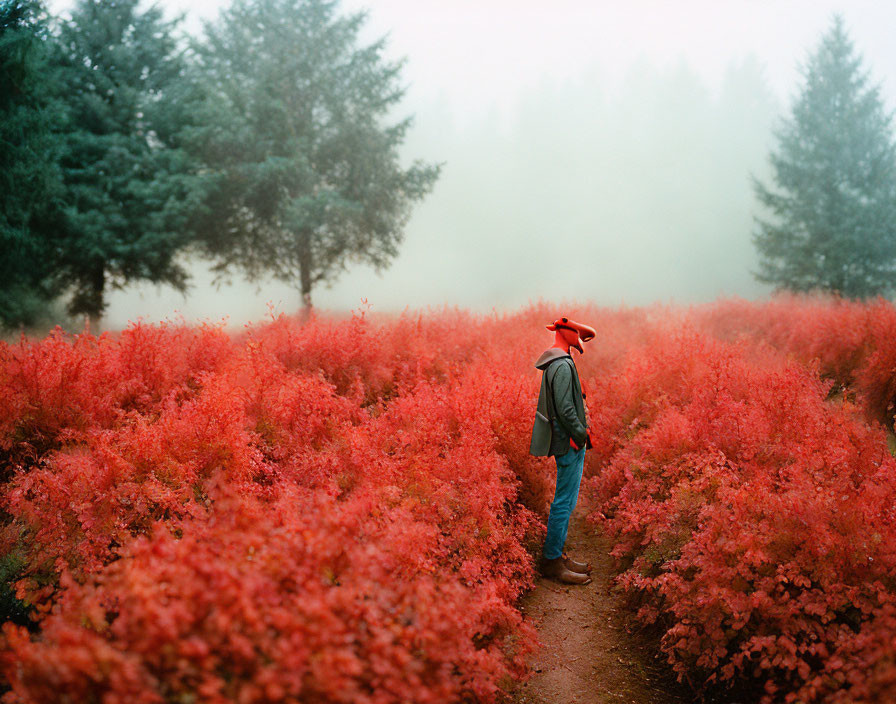 Person in Red Hat Standing on Path in Vibrant Red Foliage Forest