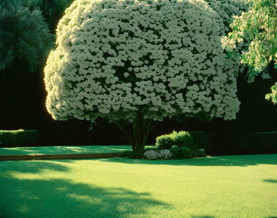 Dense white bloom shrub in manicured garden