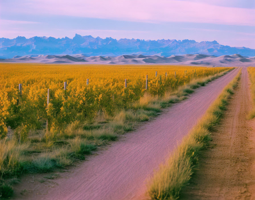 Rural landscape with dirt road, wildflowers, and distant mountains