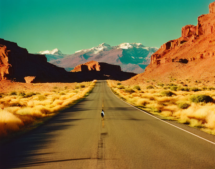 Penguin walking on deserted highway with red cliffs and snowy mountains