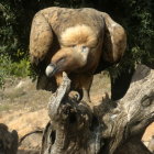 Eagle with fish in beak surrounded by majestic feathers in natural setting