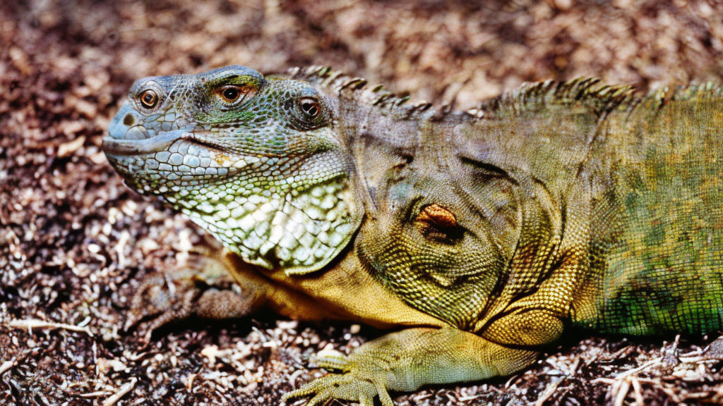 Green and brown iguana with clear scales resting on the ground