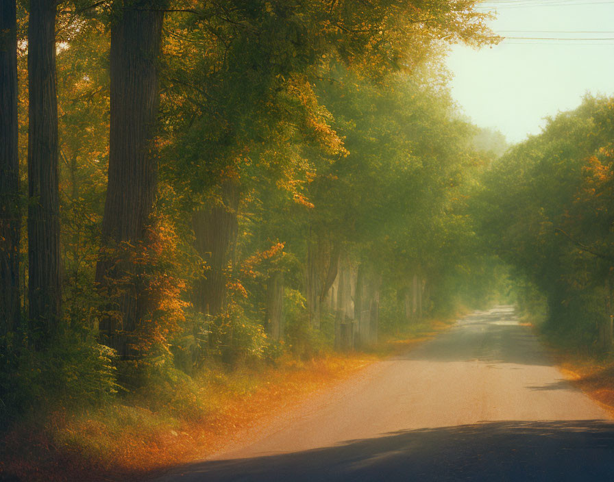 Tranquil country road through autumn forest with tall trees