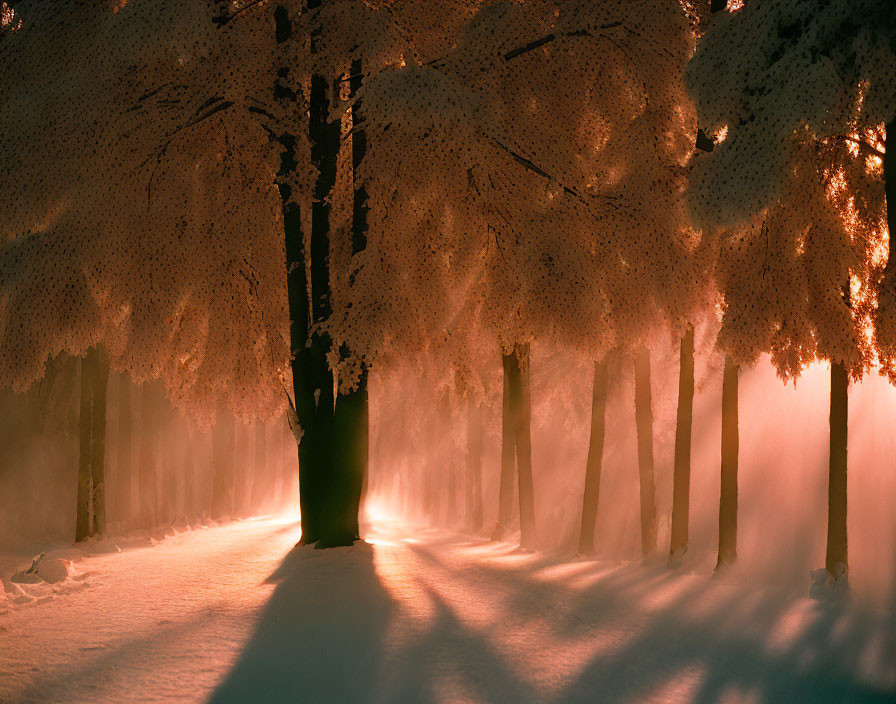 Sunrise in Snow-Covered Forest with Mist and Long Shadows