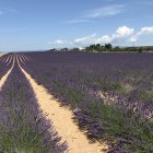 Tranquil Lavender Field with Purple Flowers and Green Trees