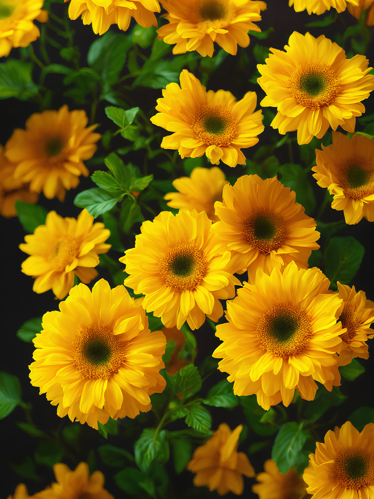 Bright Yellow Sunflowers Against Dark Background: Lively Floral Display