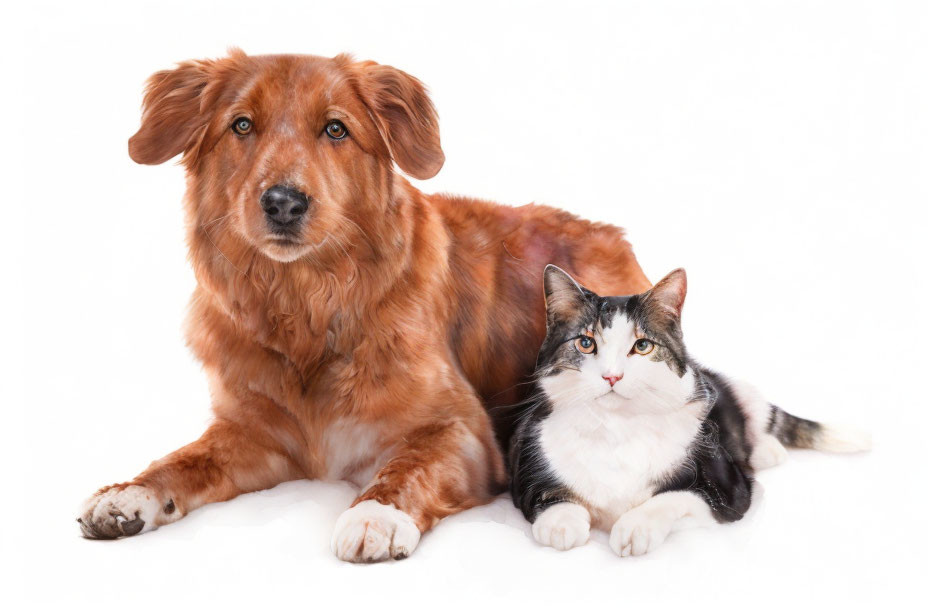 Brown Dog and Black-and-White Cat Resting Together on White Background