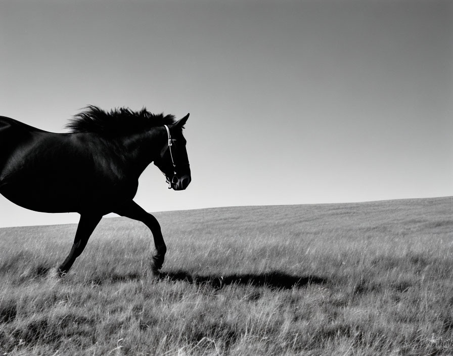 Monochrome image of horse galloping in open field