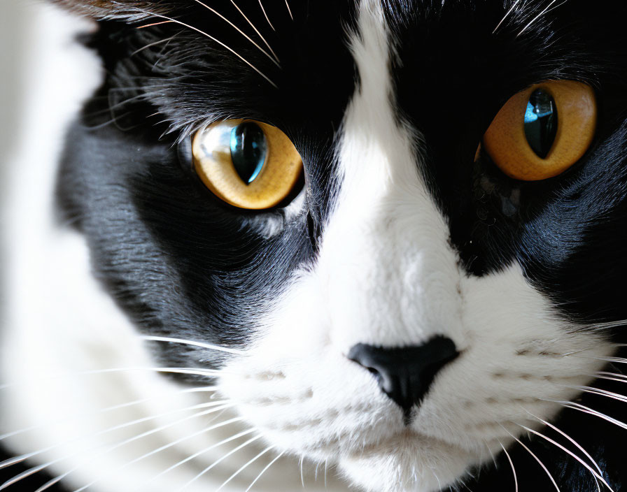 Black and White Cat with Yellow Eyes in Close-up Shot