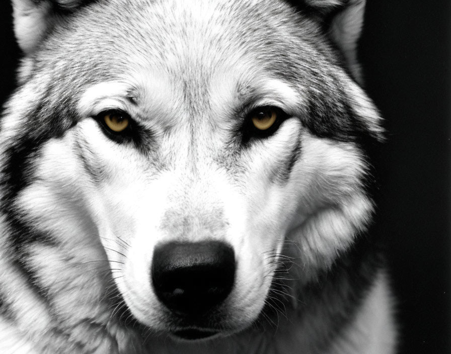 Monochrome close-up portrait of a wolf with intense eyes