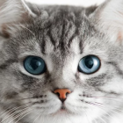 Fluffy tabby cat with blue eyes and whiskers.