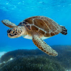 Sea Turtle with Galaxy-Like Shell in Vibrant Coral Reef