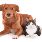 Brown Dog and Black-and-White Cat Resting Together on White Background