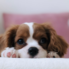 Sad-looking brown and white puppy painting on pink and gray background