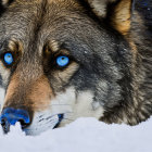 Striking blue-eyed husky in snow with snowflakes on fur