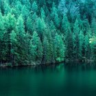 Pine Forest Inverted Image Over Tranquil Lake