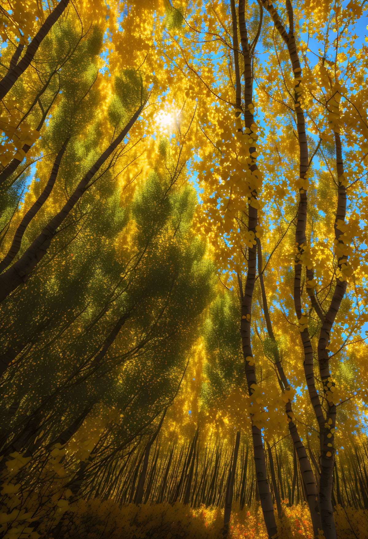 Golden Aspen Forest with Sunlight Filtering Through White Trunks