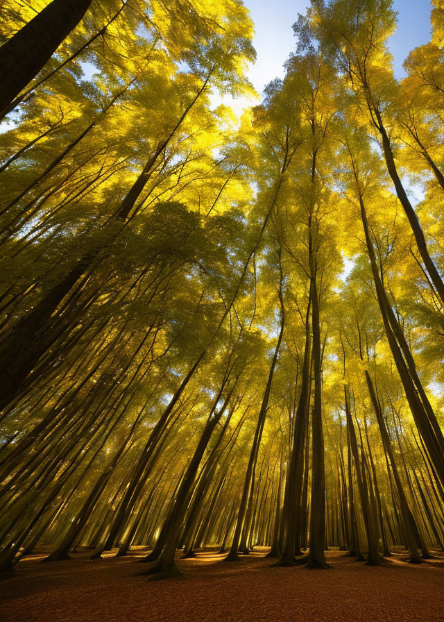 Vibrant yellow leaves in tall forest under sunny sky