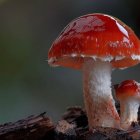 Shiny red-capped mushrooms on dark background