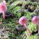 Bioluminescent mushrooms in mystical forest with vibrant mossy floor