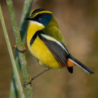 Paper-crafted yellow bird on branch with leaves and flying birds against tan background