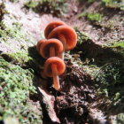 Vibrant red-orange mushrooms with gills on moss-covered log in dappled sunlight