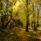 Golden Aspen Forest with Sunlight Filtering Through White Trunks