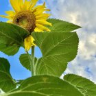 Sunflower watercolor painting with yellow blossom and blue sky