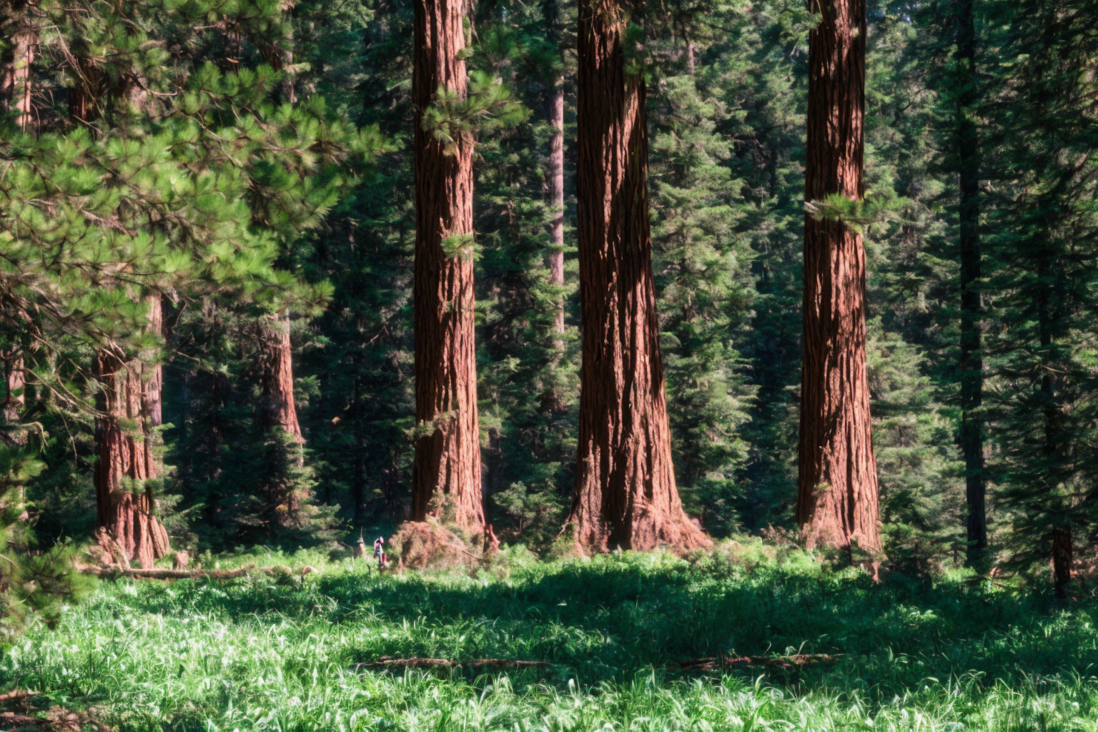 Majestic redwood trees in a peaceful forest setting