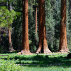 Majestic redwood trees in a peaceful forest setting